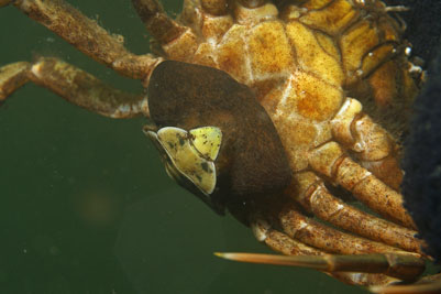 Sacculina_carcini_505_XL_k