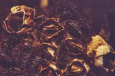 Semibalanus_balanoides_901_k