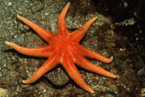 Solaster_endeca_8arm_510_XL_k.jpg