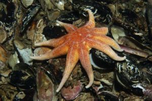Solaster_endeca_9arm_503_XL_k.jpg