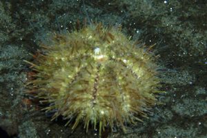 Strongylocentrotus_droebachiensis_502_XL_k.jpg