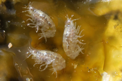 Calliopius_laeviusculus_XL_k