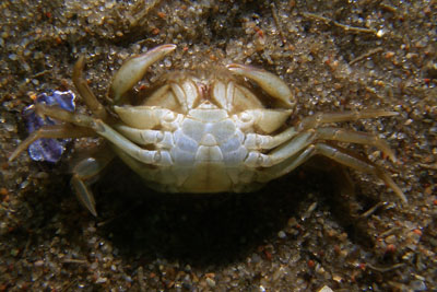 Carcinus_maenas_Abdomen_m_006_XL_k.jpg