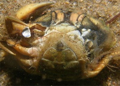 Carcinus_maenas_Abdomen_w_007_XL_k.jpg