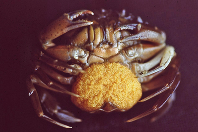 Carcinus_maenas_Laich_904_XL_k