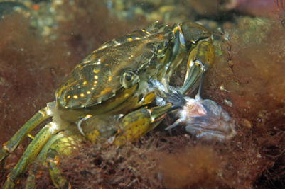 Carcinus_maenas_fressend_011_XL_k.jpg