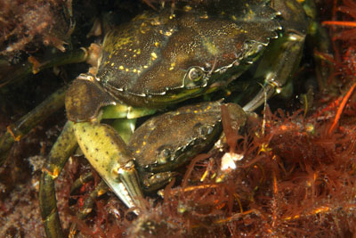 Carcinus_maenas_kopulierend_006_XL_k.jpg
