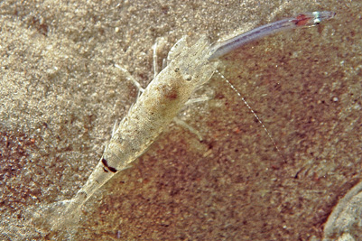 Crangon_crangon_001_XL_k