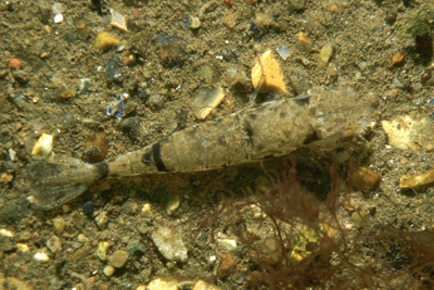 Crangon_crangon_058_XL_k