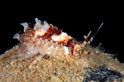 Gammarellus_homari(SG)_2_XL_k