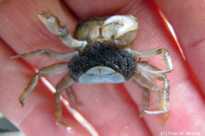 Hemigrapsus_takanoi(WW)_w_XL_k