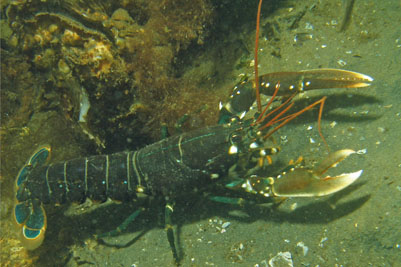 Homarus_gammarus_526_XL_k