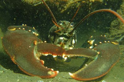 Homarus_gammarus_535_XL_k.jpg