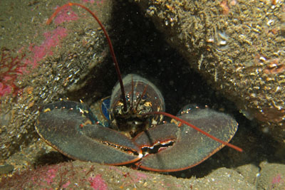 Homarus_gammarus_635_XL_k.jpg