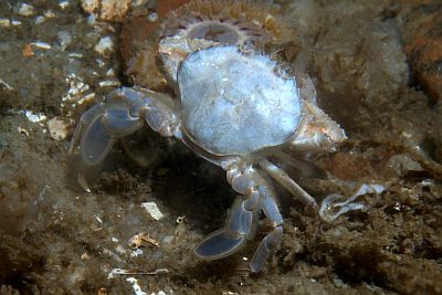 Liocarcinus-holsatus_502_XL_k.jpg