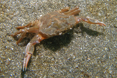 Liocarcinus_depurator_504_XL_k.jpg