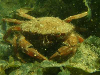Liocarcinus_depurator_608_XL_k