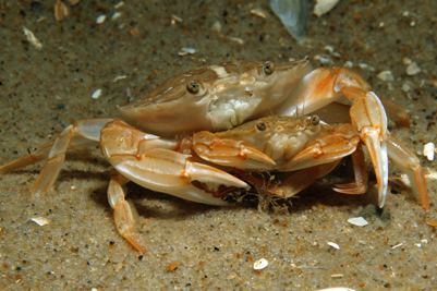 Liocarcinus_depurator_Paarung_501_XL_k.jpg