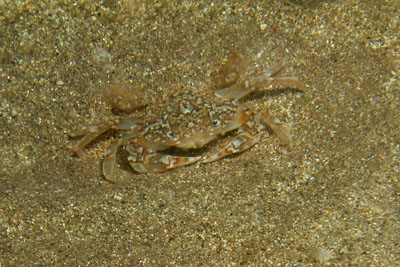 Liocarcinus_marmoreus_501_XL_k.jpg