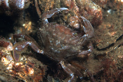 Liocarcinus_navigator_545_XL_k.jpg