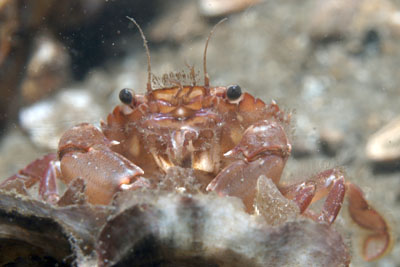 Liocarcinus_navigator_546_XL_k.jpg