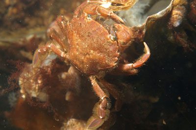 Liocarcinus_navigator_547_XL_k.jpg