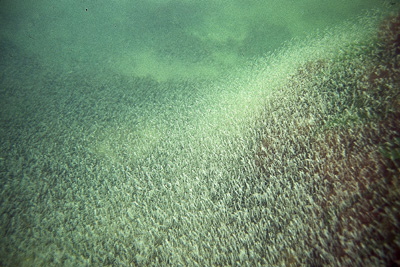 Mysis_oculata_003_XL_k