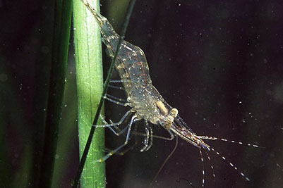Palaemon_adspersus_001_k