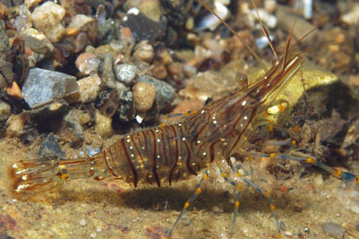 Palaemon_elegans_006_XL_k.jpg