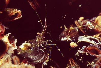 Palaemonetes_varians_001_k