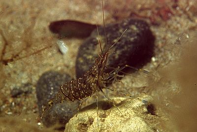 Palaemonetes_varians_003_k