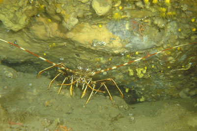 Palinurus_elephas_903_XL_XL