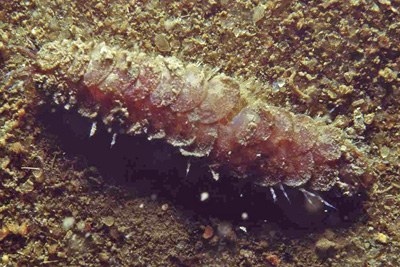 Flacher Schuppenwurm - Lepidonotus squamatus