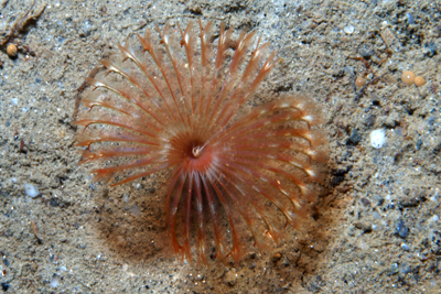 Myxicola_infundibulum_002_XL_k.jpg