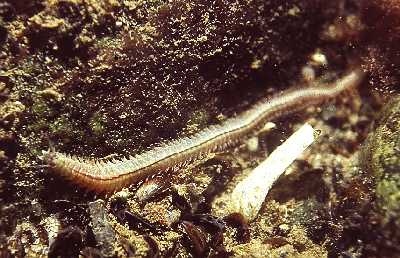 Brauner Seeringeiwurm - Nereis pelagica