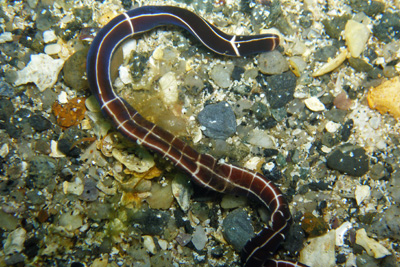 RingelNemertine unterwasserweltnordsee