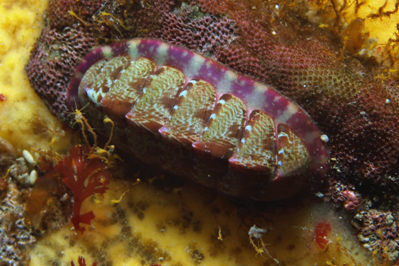 Callochiton_septemvalvis_001_XL_k.jpg