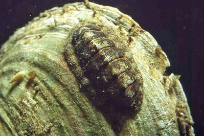 Lepidochitona_cinerea_001_XL_k