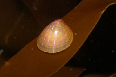 Patella_pellucida_001_XL_k