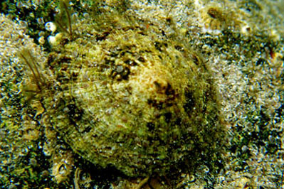 Patella_vulgata(SG)_001_XL_k