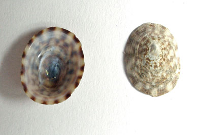 Testudinalia_testudinalis(Schale)_001_XL_k