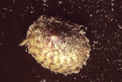 Testudinalia_testudinalis_002_k