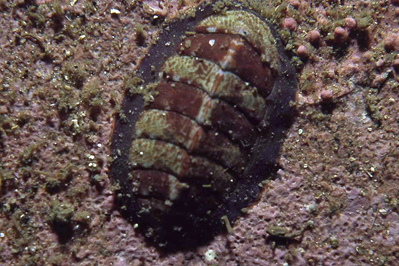 Tonicella_marmorea_001_XL_k