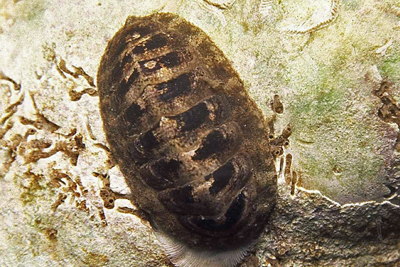 Tonicella_rubra_001_XL_k