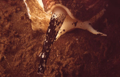 AWellhorn_Syphon1XL_k