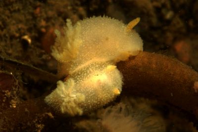 Acanthodoris_pilosa_Paarung_904_XL_k
