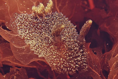 Acanthodoris_pilosa_braun_904_XL_k