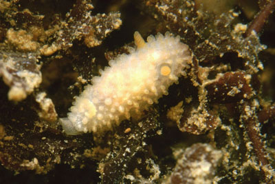 Adalaria_proxima_902_XL_k