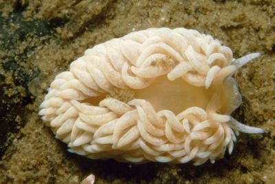 Aeolidia_papillosa_902_XL_k