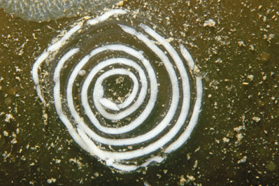 Aeolidia_papillosa_Laich_905_XL_k